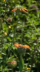 Lion's ear flowers in a field in Cotacachi, Ecuador
