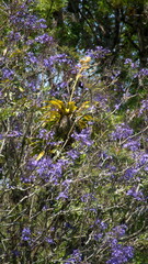 Obraz premium Bromeliad growing in a jacaranda tree with purple flowers, in Cotacachi, Ecuador