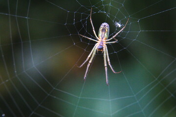 Orchard spider in a web in Cotacachi, Ecuador