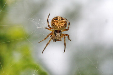 Orb weaver spider in a web in Cotacachi, Ecuador