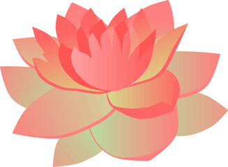 Blooming lotus, very beautiful flower