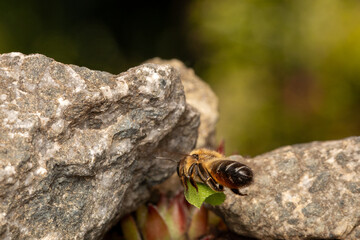 Fototapete bei efototapeten.de bestellen   