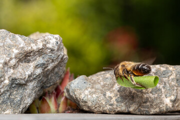 Fototapete bei efototapeten.de bestellen   