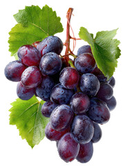Fototapeta premium bunch of purple grapes with leaves