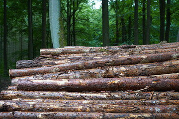 Stapel von gefällten Kiefern im Wald bei Schönwalde (Wandlitz)