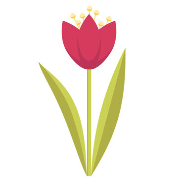 Fiore di tulipano