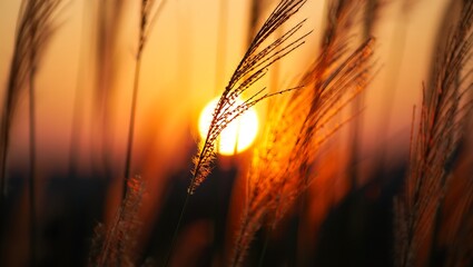 Photo of golden sunset light shining through pampas grass in a field, creating a warm and tranquil scene in nature during the evening with a beautiful sky