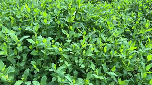 Part of meadow overgrown with knotgrass in overcast morning