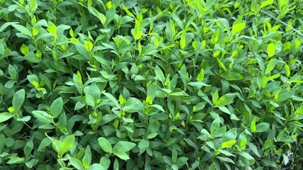 Part of meadow overgrown with knotgrass in overcast morning