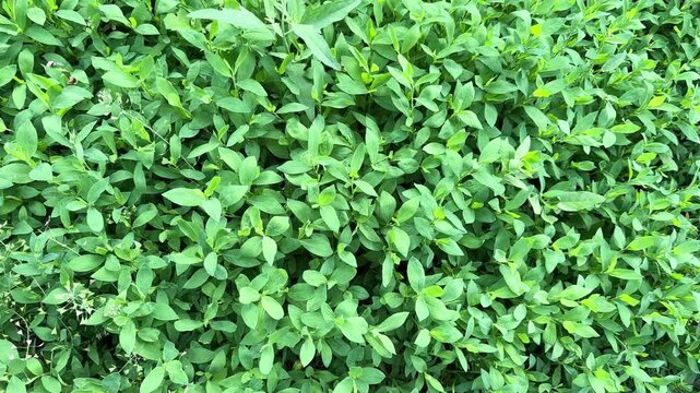 Part of meadow overgrown with knotgrass in overcast morning