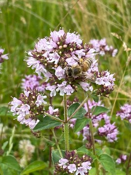 Dost Oregano Biene