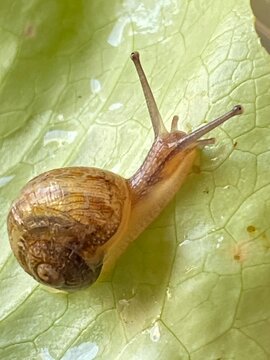Geh&auml;useschnecke auf Salatblatt