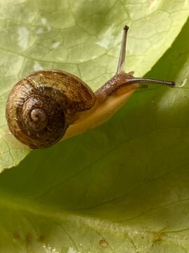 Geh&auml;useschnecke auf Salatblatt