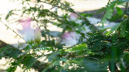 Close-Up of Pink and White Mimosa Flower in Sunlight