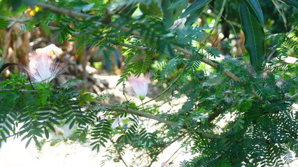 Close-Up of Pink and White Mimosa Flower in Sunlight