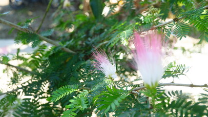 Close-Up of Pink and White Mimosa Flower in Sunlight