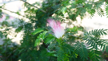 Close-Up of Pink and White Mimosa Flower in Sunlight