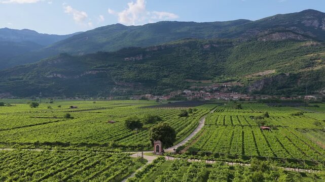 Panorama aereo estivo da drone in 4K dei vigneti e di un capitello votivo nei pressi di Volano in Vallagarina nella Provincia di Trento nella Regione Trentino Alto-Adige, sulle Alpi in Italia