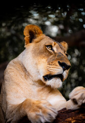 An impressive lioness (Panthera leo) sits in a fork in a tree and gazes into the distance. This big cat is kept in a large outdoor enclosure. Detailed portrait shot of predator taken from close range.