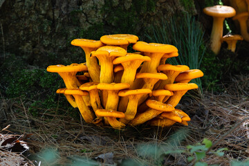 Some Jack'o lantern mushrooms growing on a stump