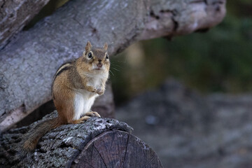 Chipmunk sitting on a log pile 