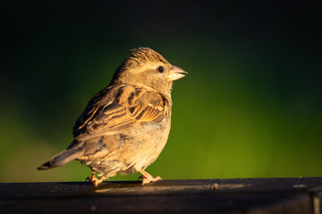 Up close with a house sparrow in my backyard