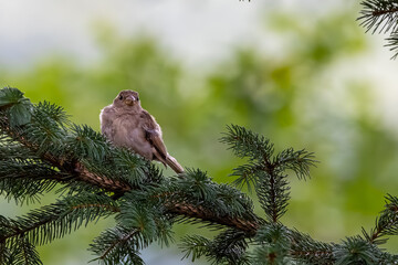 Up close with a house sparrow in my backyard