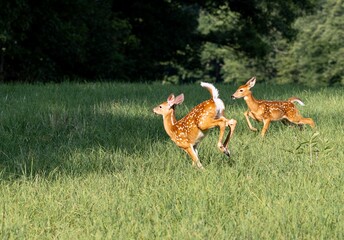 Two spotted white tail deer running