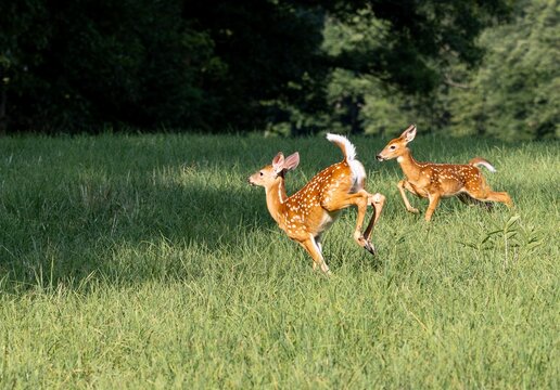 Two spotted white tail deer running