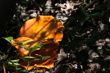 Orange Chicken of the Woods mushroom in the forest