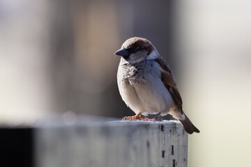 Naklejka premium Up close with a house sparrow in my backyard