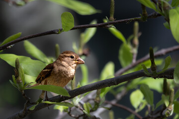 Up close with a house sparrow in my backyard