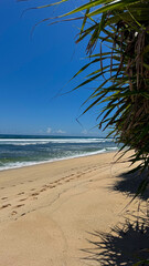 palm tree on the beach