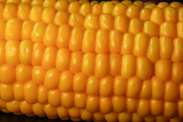 Golden sweet corn cob in closeup horizontal view