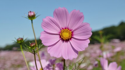 Obraz premium Blooming pink cosmos flower with shallow depth of field and dreamy effect