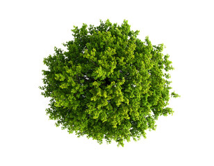 Obraz premium Green tree, tope view isolated on transparent background.