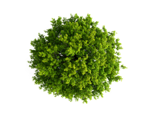 Green tree, tope view  isolated on transparent background.