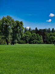 Serene Green Meadow with Lush Trees