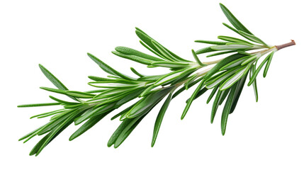 Fototapeta premium a close up of rosemary sprig showcasing on white background