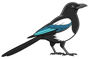 Magpie Bird Side View on White Background