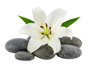 Fototapeta premium A delicate white lily flower rests gracefully atop smooth, dark stones, complemented by green leaves.