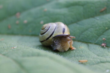 snail on a leaf