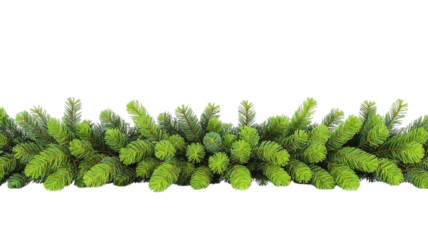 Pine Garland on transparent background png