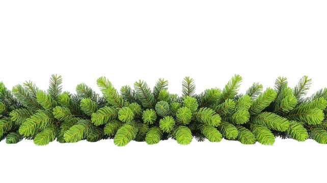 Pine Garland on transparent background png