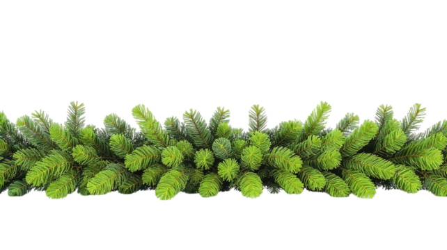 Pine Garland on transparent background png