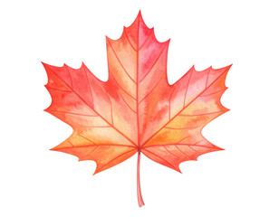 Naklejka premium A vibrant red and orange maple leaf showcasing intricate veins and a classic shape, symbolizing autumn's beauty.