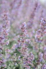 lavender field, beautiful purple flowers, nature background