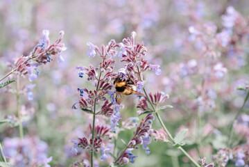 lavender field, beautiful purple flowers, nature background, black and yellow bee on flower