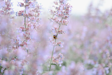lavender field, beautiful purple flowers, nature background, black and yellow bee on flower