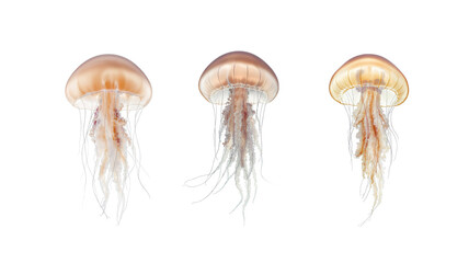 Jellyfish on transparent background png